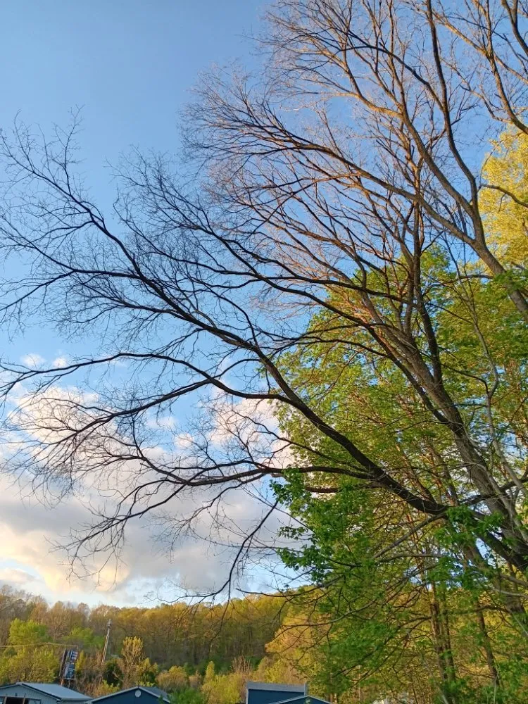 Trusted landscape installation in Chillicothe, OH by Brandon's Tree Service and Landscape Management