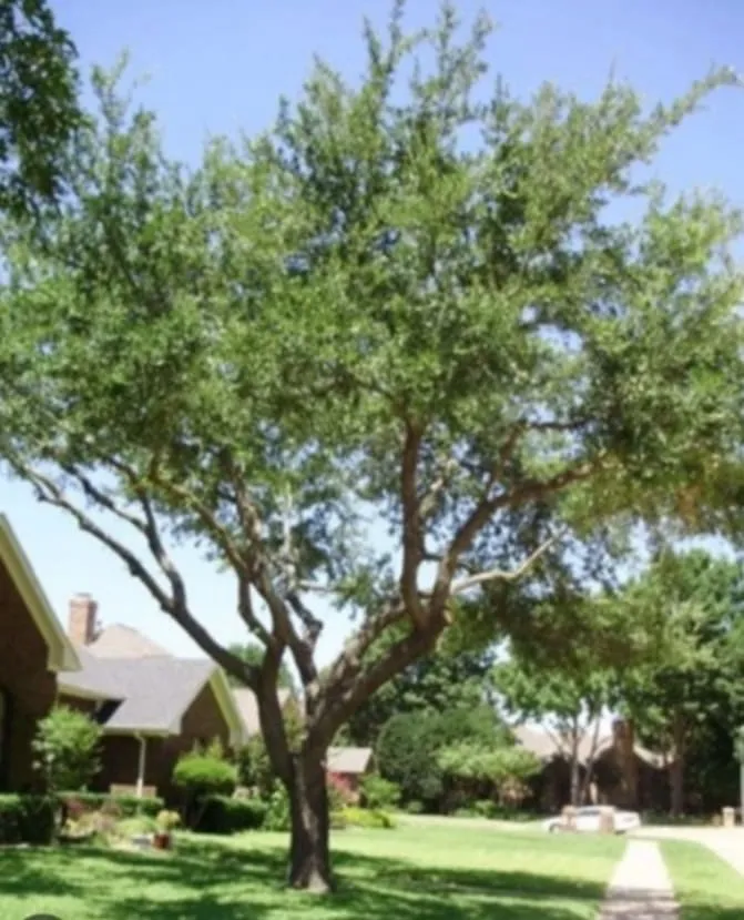 Affordable lawn mowing service in Chillicothe, OH - Brandon's Tree Service and Landscape Management