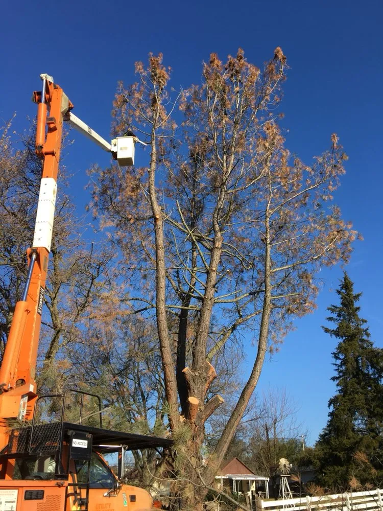 Reliable yard cleanup service for beautiful yards in Clements, CA by Brandon's Tree Service