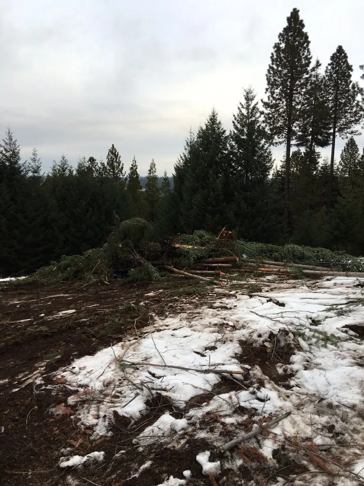Affordable outdoor landscaping experts serving Clements, CA - Brandon's Tree Service