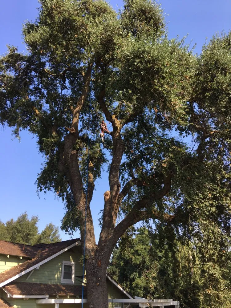 Expert yard cleanup service experts serving Clements, CA - Brandon's Tree Service