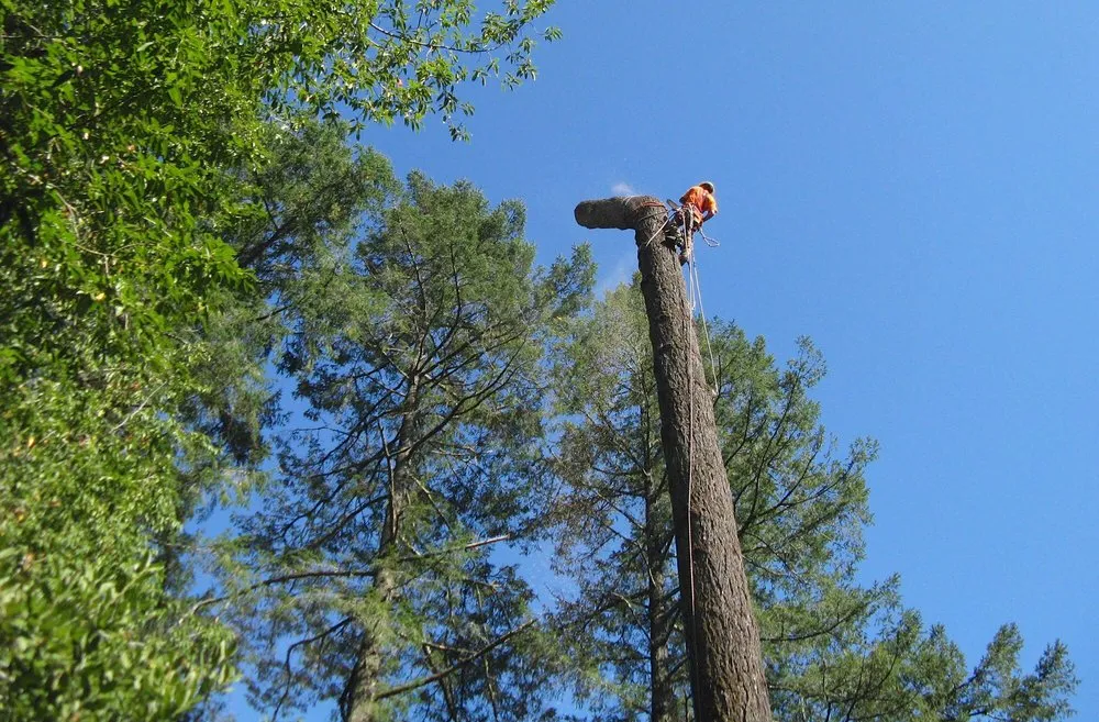 Custom outdoor landscaping in Clements, CA by Brandon's Tree Service