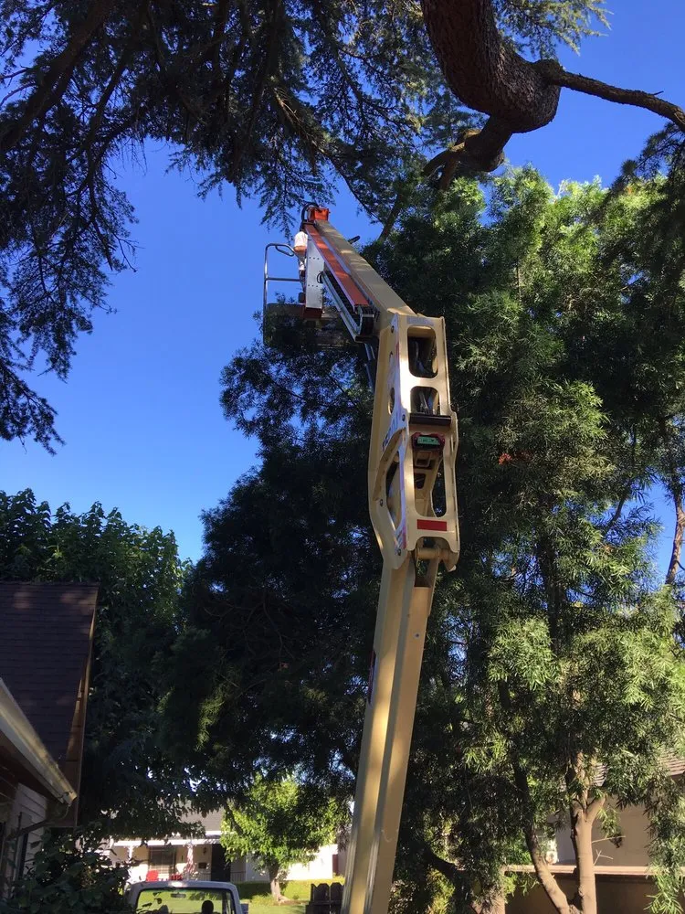 Top-rated outdoor landscaping experts serving Clements, CA - Brandon's Tree Service