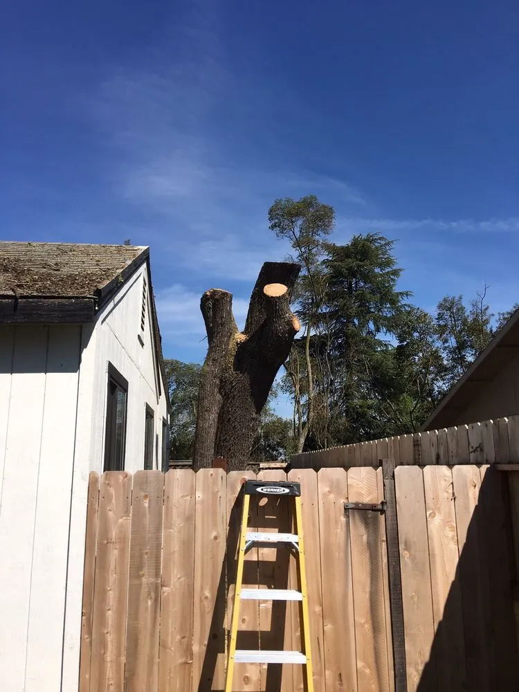 Custom yard cleanup service for residential properties in Clements, CA by Brandon's Tree Service