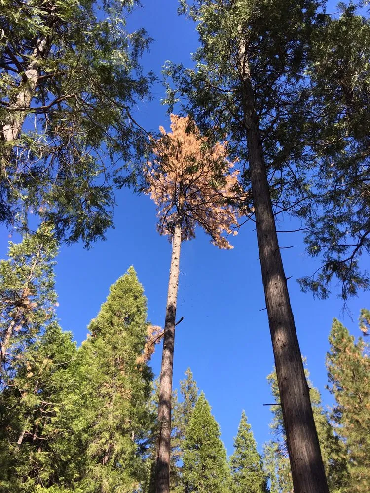 Expert residential landscaping in Clements, CA by Brandon's Tree Service