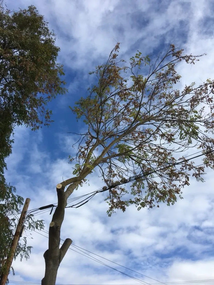 Custom yard cleanup service for beautiful yards in Clements, CA by Brandon's Tree Service