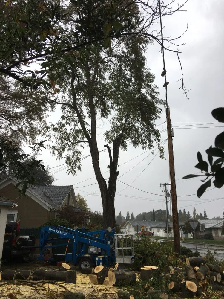 Custom residential landscaping with custom design across Clements, CA - Brandon's Tree Service