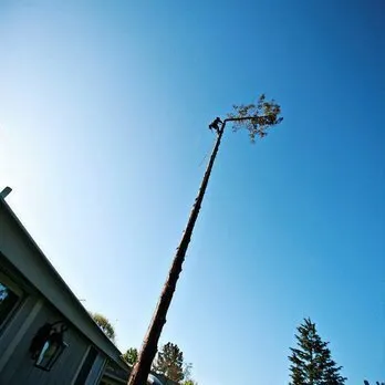 Expert lawn mowing service for outdoor upgrades in Clements, CA by Brandon's Tree Service