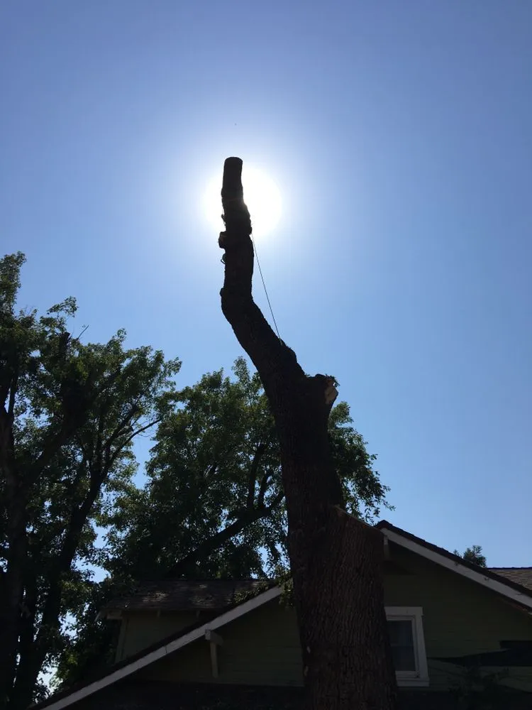 Custom landscape installation in Clements, CA - Brandon's Tree Service