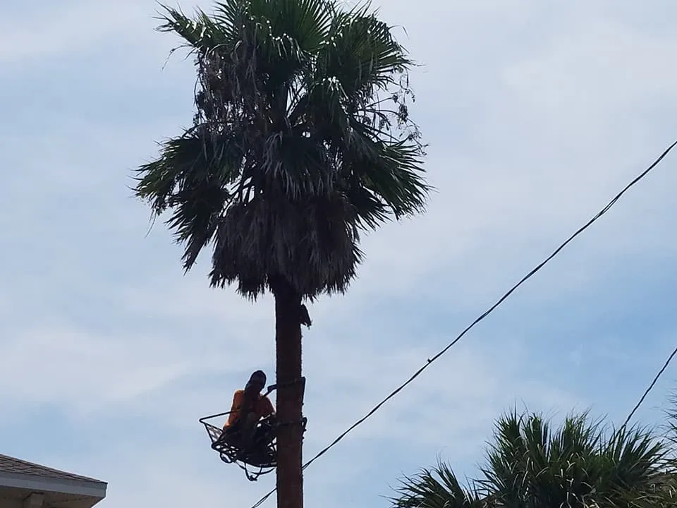 Reliable lawn mowing service with custom design in Panama City, FL by Brandows Lawn & Landscape