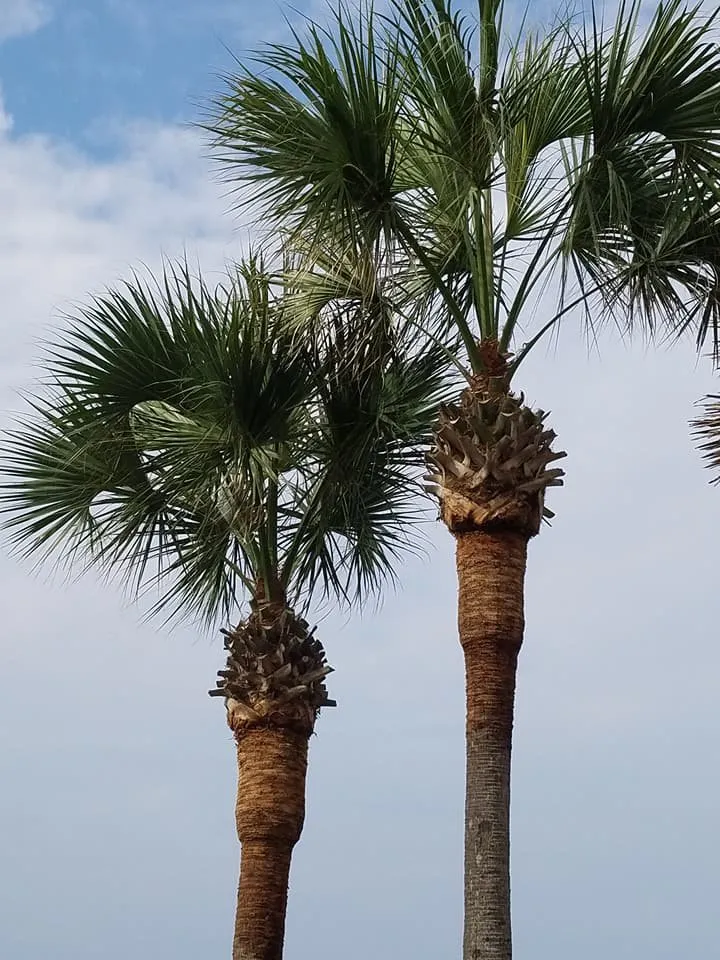 Affordable lawn mowing service in Panama City, FL by Brandows Lawn & Landscape