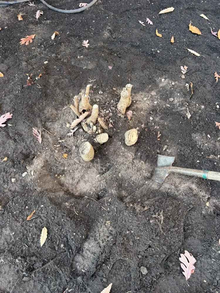 Affordable garden landscaping in Browns Mills, NJ - Brandts Tree service