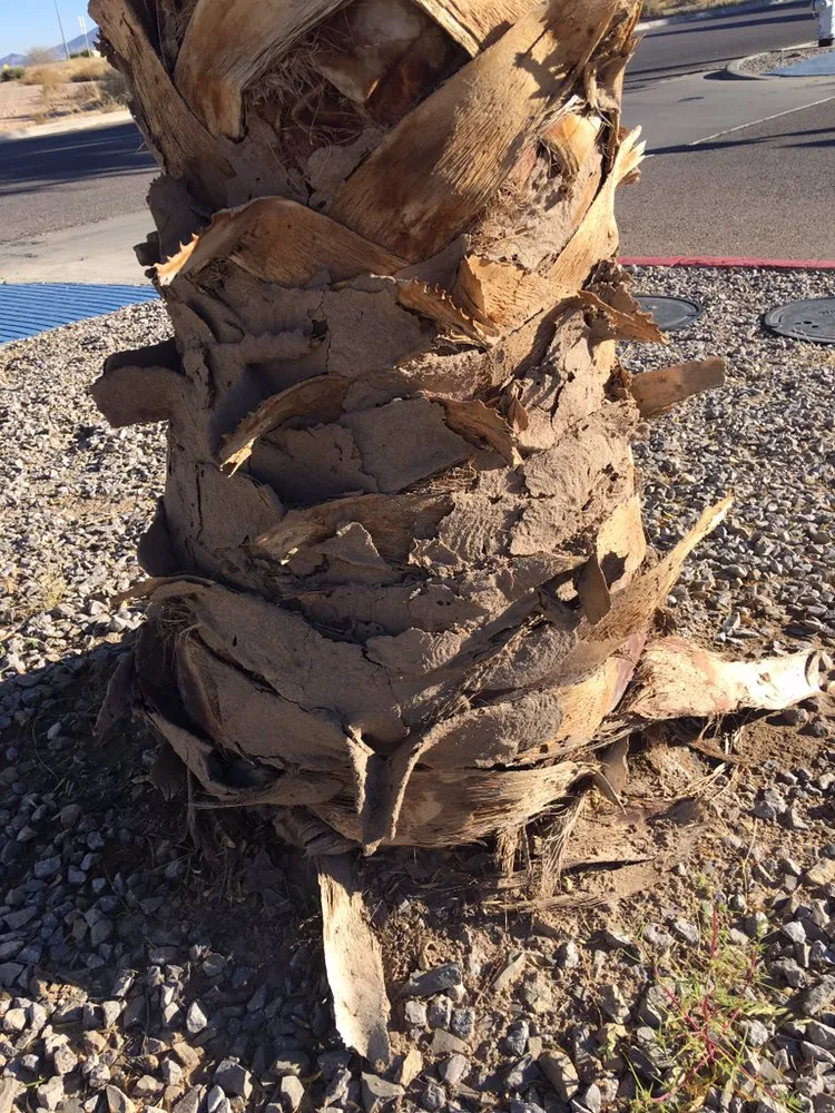 Professional yard cleanup service for outdoor upgrades across El Paso, TX - Brants Pest Control Services