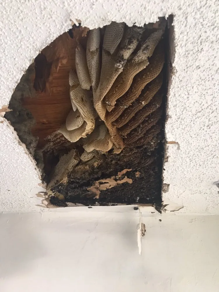 Top-rated yard cleanup service in El Paso, TX by Brants Pest Control Services