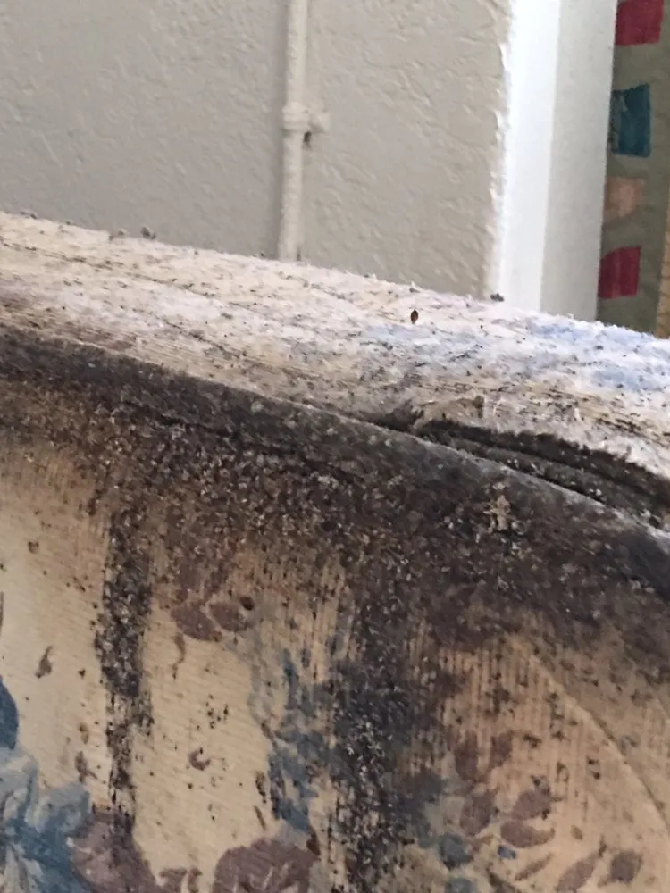 Reliable landscape design for year-round maintenance across El Paso, TX - Brants Pest Control Services