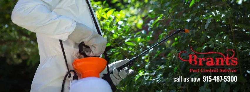 Top-rated lawn mowing service in El Paso, TX - Brants Pest Control Services