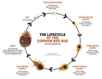 Professional yard cleanup service in El Paso, TX by Brants Pest Control Services