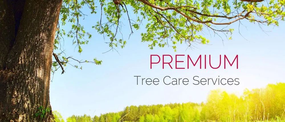 Expert lawn care service for year-round maintenance across Saint Francisville, LA - Braswell Tree Service