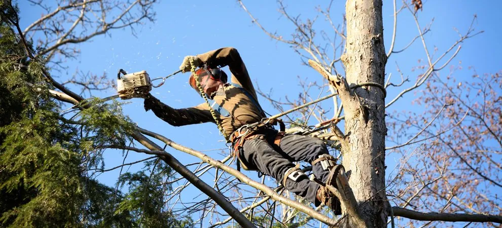 Affordable landscape installation in Saint Francisville, LA by Braswell Tree Service