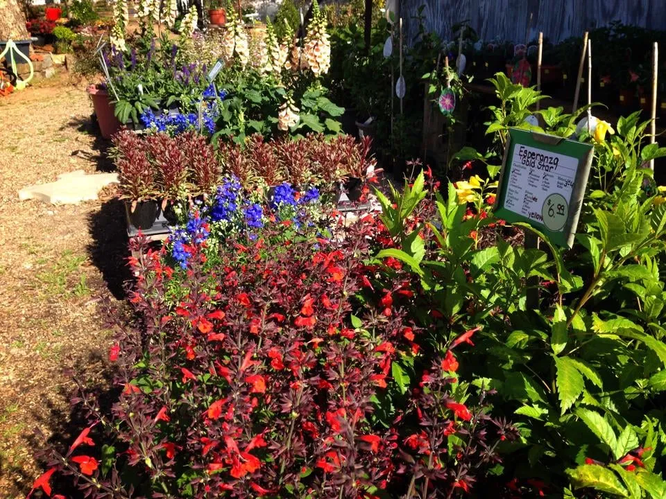 Affordable lawn care service in Paris, TX - Bratcher's Nursery & Botanical Boutique