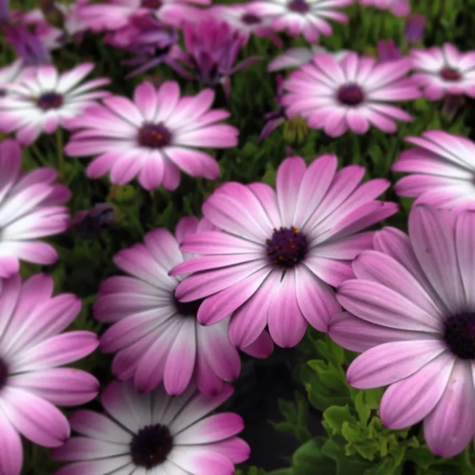 Professional garden landscaping in Paris, TX - Bratcher's Nursery & Botanical Boutique