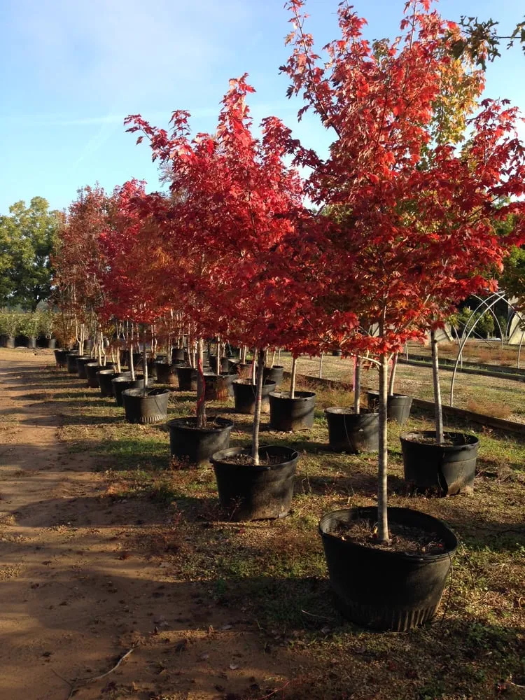 Reliable lawn care service experts serving Paris, TX - Bratcher's Nursery & Botanical Boutique