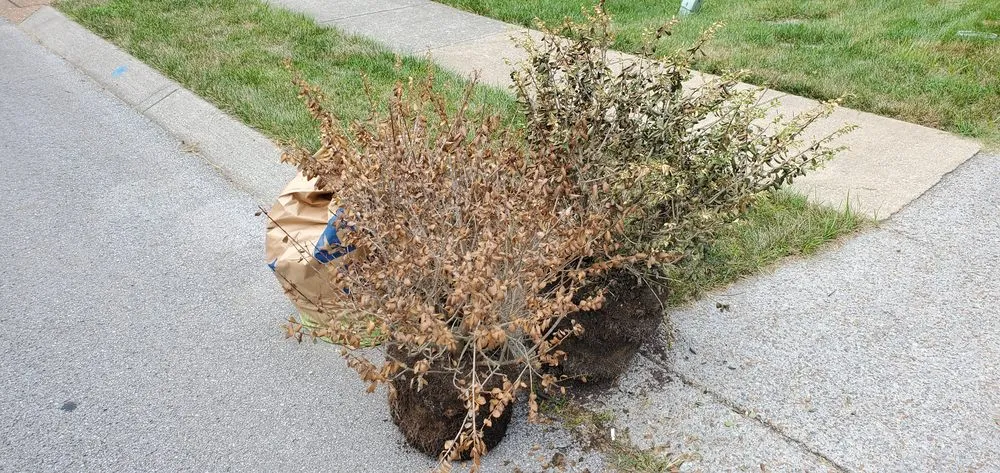 Trusted yard maintenance for residential properties across Mount Juliet, TN - Brauss Lawn Service