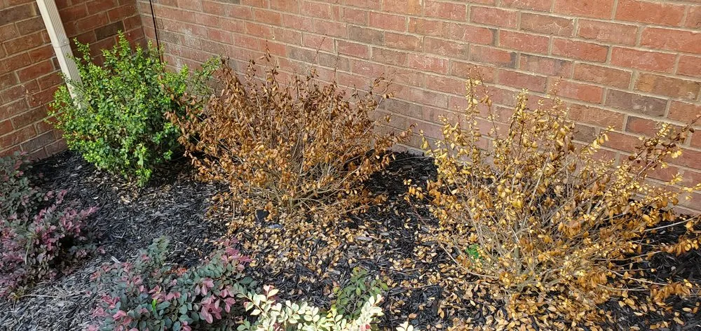 Reliable yard cleanup service in Mount Juliet, TN - Brauss Lawn Service