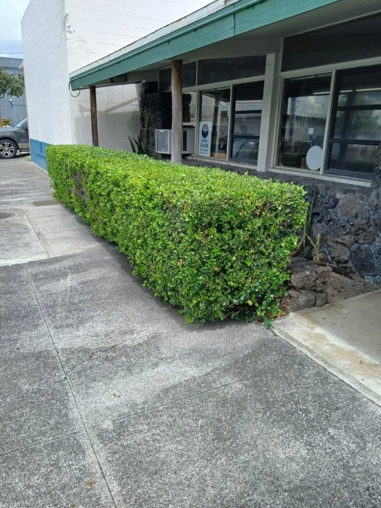 Top-rated outdoor landscaping near you in Pearl City, HI by Braves Single Homes Lawn Services