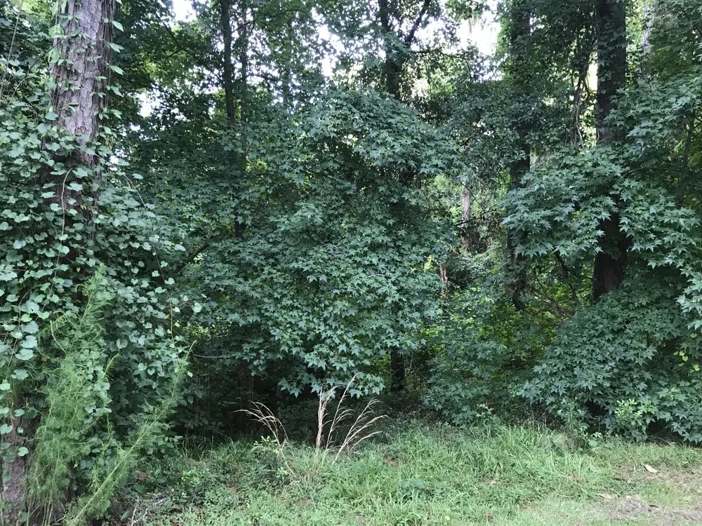 Trusted yard maintenance for homes in Ludowici, GA by Bravo Forestry Mulching