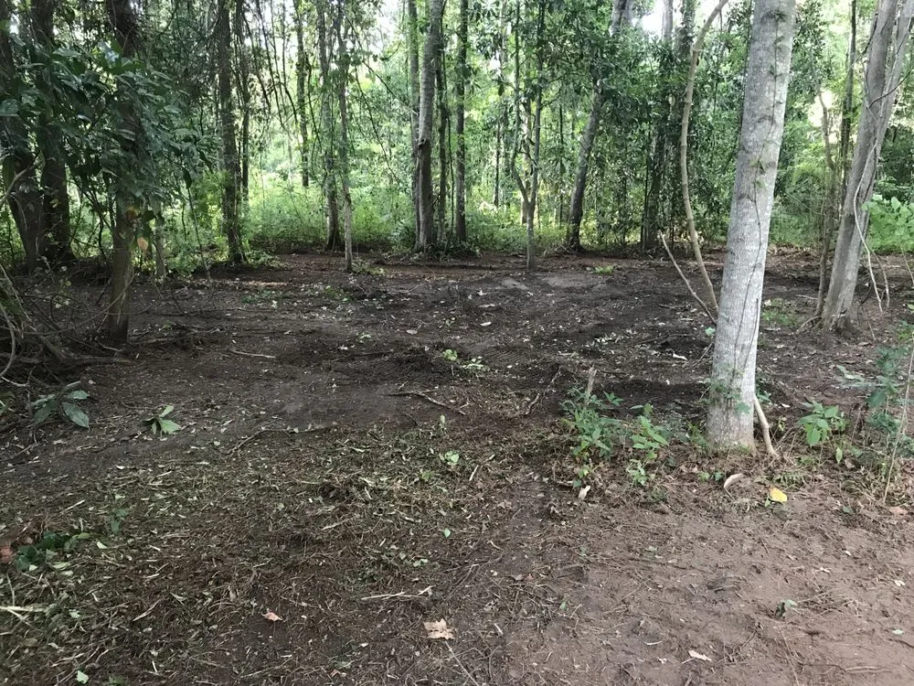 Professional yard cleanup service in Ludowici, GA by Bravo Forestry Mulching