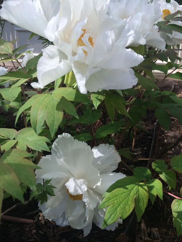 Top-rated lawn mowing service in Bayside, NY by Bravo Landscaping