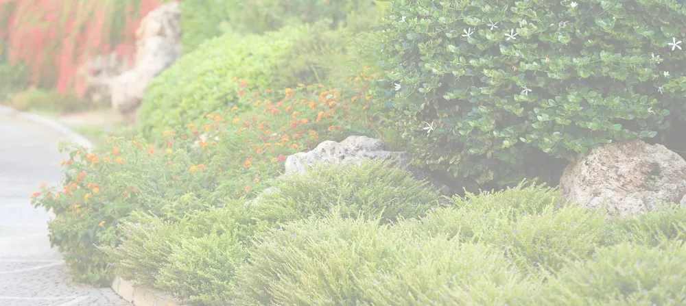 Expert landscaping services for year-round maintenance across West Palm Beach, FL - Bravo Service