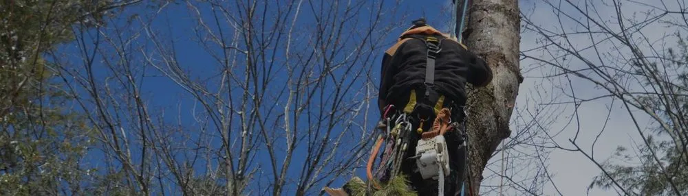 Local residential landscaping in West Palm Beach, FL - Bravo Service