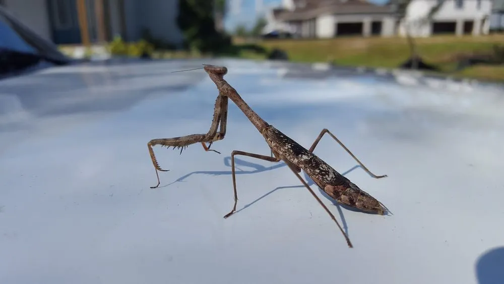 Custom yard cleanup service with custom design in Auburn, GA by Bravo Team Pest and Lawn Management