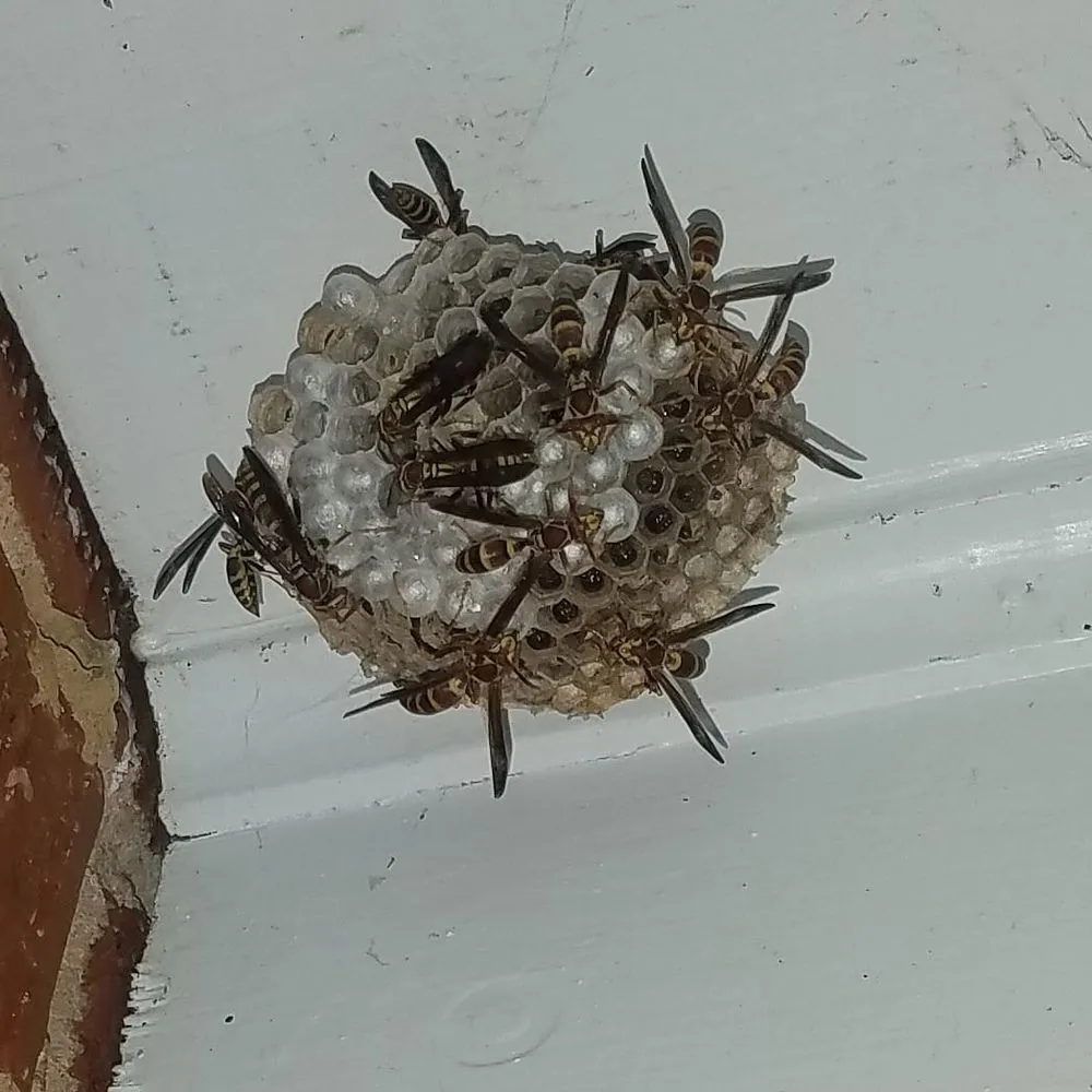 Top-rated lawn mowing service near you across Auburn, GA - Bravo Team Pest and Lawn Management