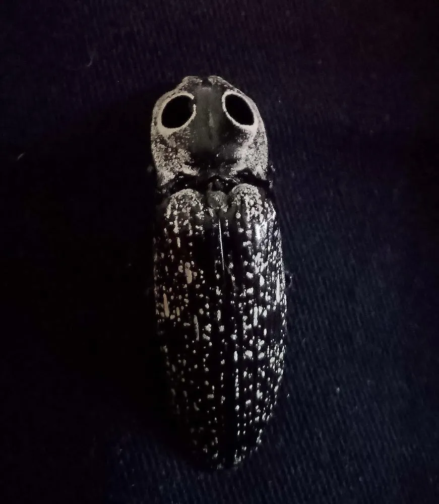 Reliable landscaping services in Auburn, GA by Bravo Team Pest and Lawn Management