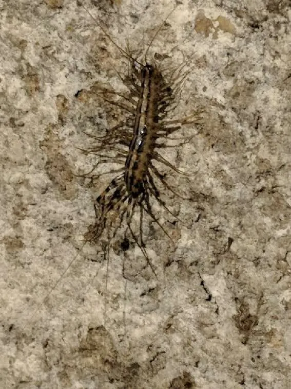 Top-rated yard cleanup service in Auburn, GA by Bravo Team Pest and Lawn Management