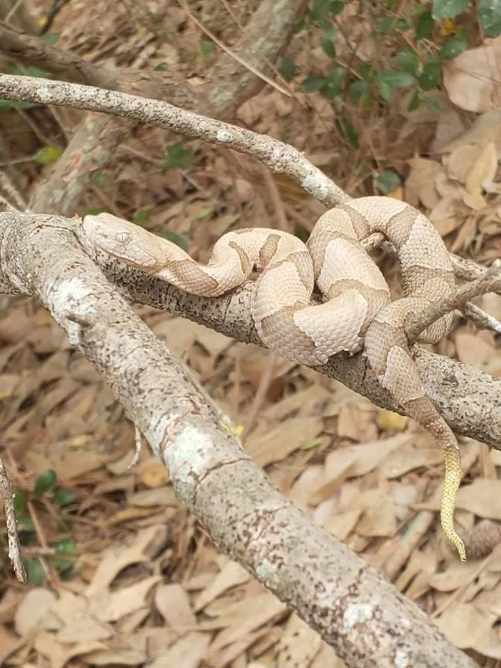 Expert landscape installation for outdoor upgrades in Auburn, GA by Bravo Team Pest and Lawn Management