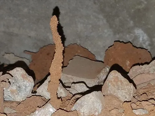 Bravo Team Pest and Lawn Management