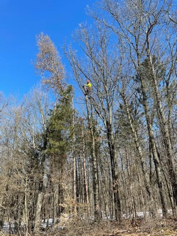 Local lawn mowing service for residential properties across Shelby, MI - Bravo Tree Service
