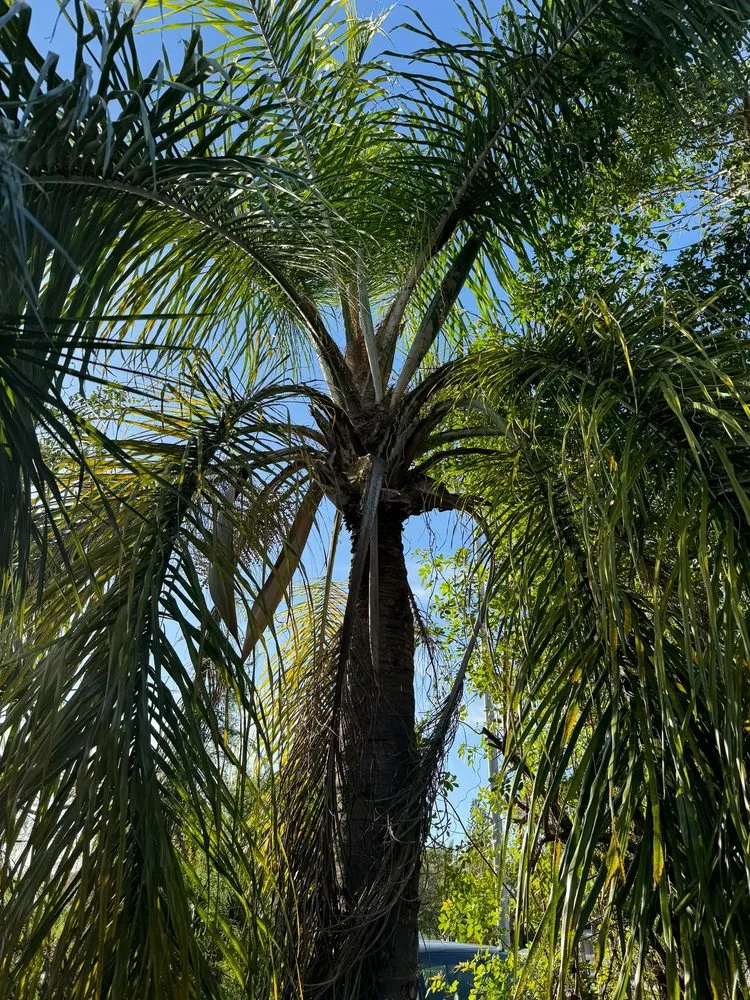 Reliable residential landscaping in Miami, FL - Bravo’s Landscaping and Irrigation