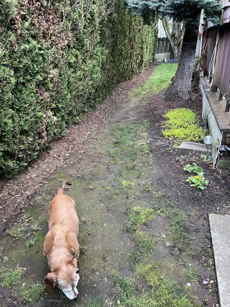 Reliable garden landscaping experts serving Portland, OR - Bravos Landscaping Innovation