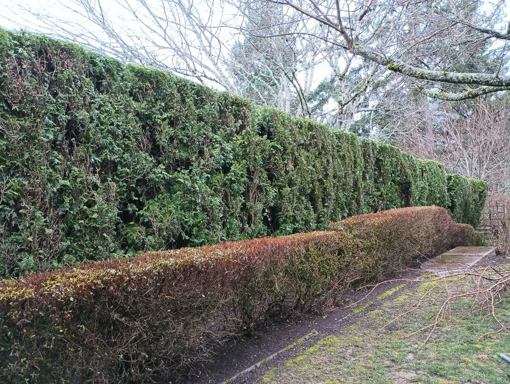 Affordable lawn care service for residential properties across Portland, OR - Bravos Landscaping Innovation