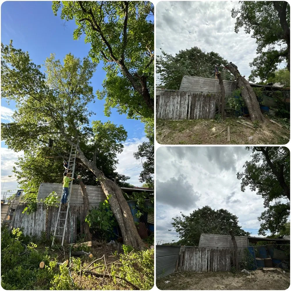 Professional yard cleanup service for beautiful yards across San Antonio, TX - Brayan Perez Landscape Tree Service & More