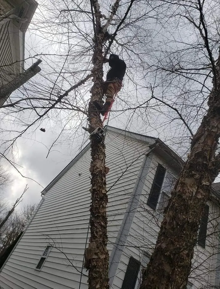 Professional lawn mowing service in Columbus, OH - Bray’s Arbor Specialists