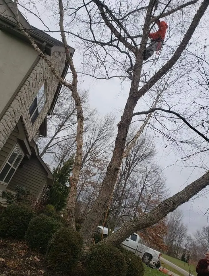 Reliable lawn care service experts serving Columbus, OH - Bray’s Arbor Specialists