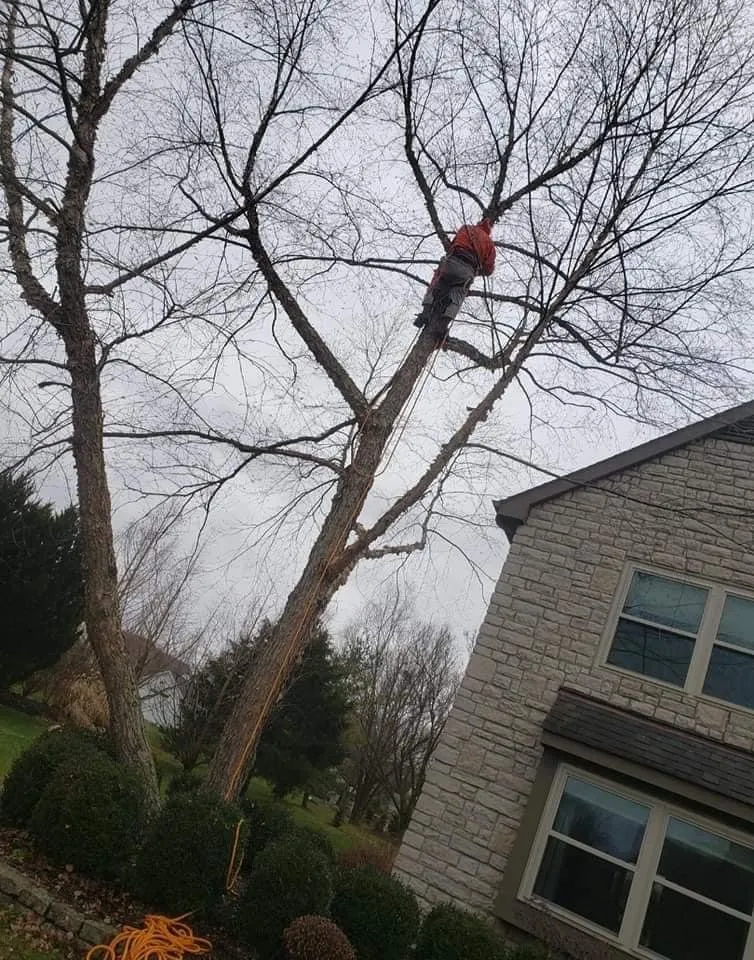 Top-rated lawn mowing service for residential properties in Columbus, OH by Bray’s Arbor Specialists