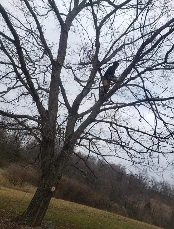 Expert yard maintenance in Columbus, OH by Bray’s Arbor Specialists