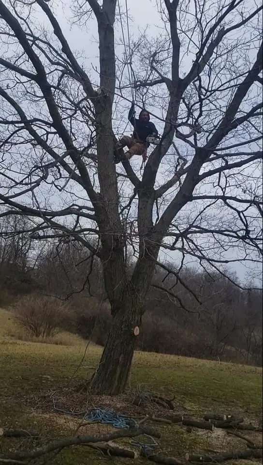 Professional landscaping services in Columbus, OH by Bray’s Arbor Specialists